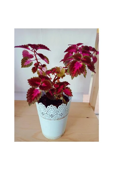 Yaprak Güzeli Coleus Bitkisi Kolyos 10-20 Cm ürün görseli 1