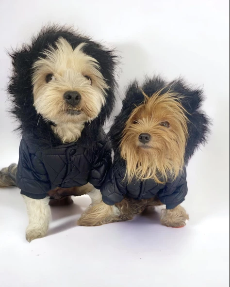 Luxy Black Köpek Montu, Köpek Ceketi, Köpek Dış Giyim ürün görseli 1