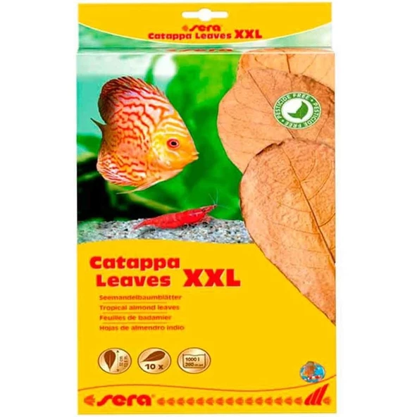 Sera Catappa Yaprağı XXL 32 Cm ürün görseli 1