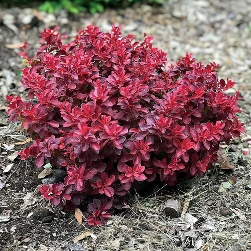 Saksılı Kadın Tuzluğu Berberis Fidanı 20-40 Cm ürün görseli 1