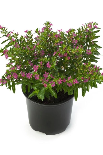 Kufeya Cennet Çiçeği Cuphea Hyssopifolia 10-20 Cm Saksılı Mor Pembe ürün görseli 1