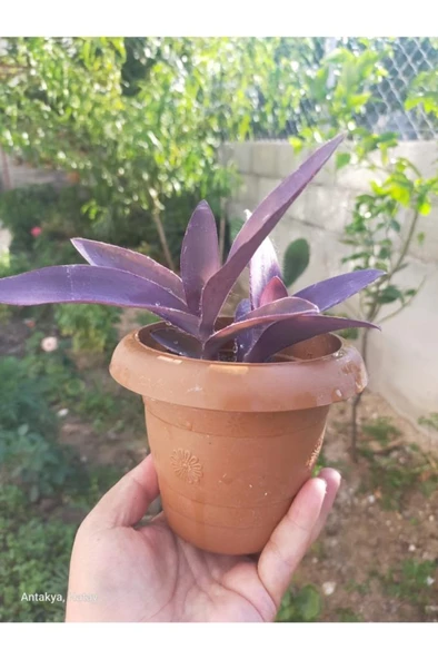 Karasevda Mor Telegraf Çiçeği 10-20 Cm ürün görseli 1