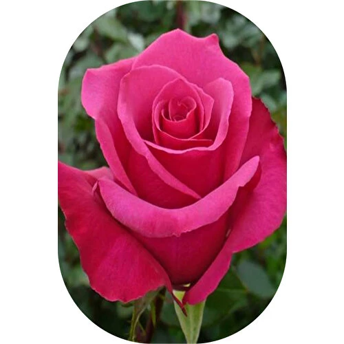 Gül Fidanı Pembe Kokulu Yediveren 10-30 Cm ürün görseli 1