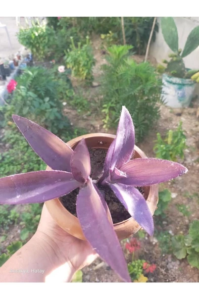 Karasevda Mor Telegraf Çiçeği 10-20 Cm - Resim 2