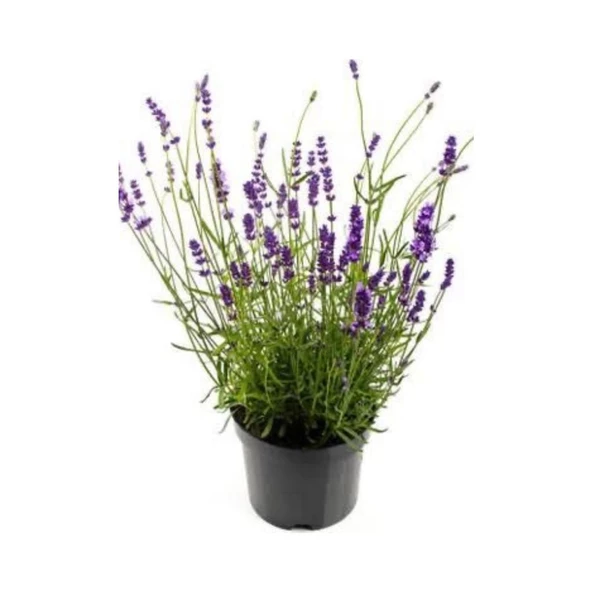 Teras Balkon İçin Lavanta Çiçeği Lavandula İntermedia 10-20 Cm ürün görseli 1