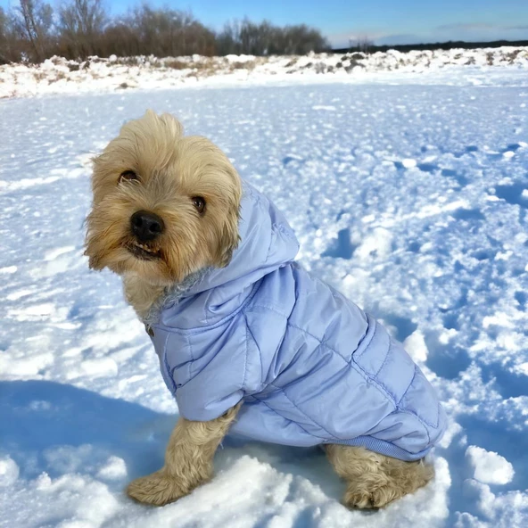 Baby Blue Comfy Köpek Montu, Köpek Ceketi, Köpek Dış Giyim ürün görseli 1