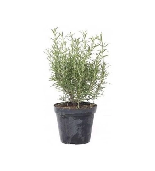 Biberiye Fidanı 3 Adet 20-30 Cm (rosmarinus Officinalis) ürün görseli 1