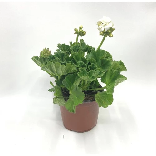 Beyaz Sardunya Çiçeği Fidanı 10-20 cm ürün görseli 1