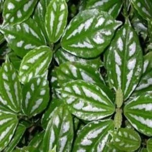 Karyağdı Alüminyum Çiçeği Topçu Çiçeği Pilea Cadierei 3 Adet ürün görseli 1