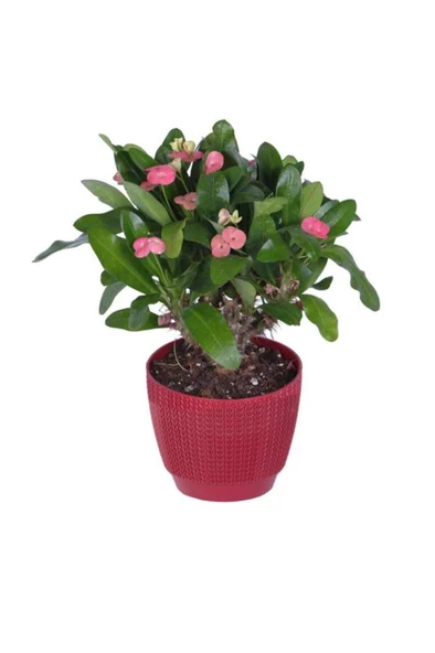 Ebruli Kırmızı Dikenler Tacı Euphorbia Milii 10-20 cm ürün görseli 1