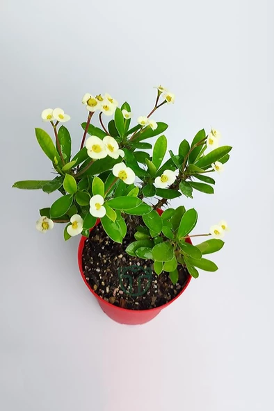 Sarı Japon Iğnesi Dikenler Tacı Euphorbia Milii Fidanı Saksılı 10-20 cm ürün görseli 1