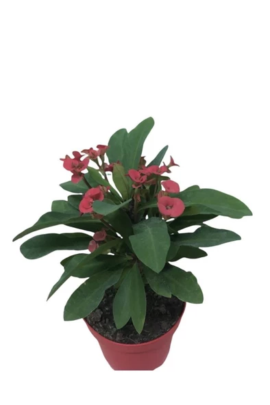 Ebruli Dikenler Tacı 10-20 cm Japon Iğnesi Euphorbia Milii ürün görseli 1