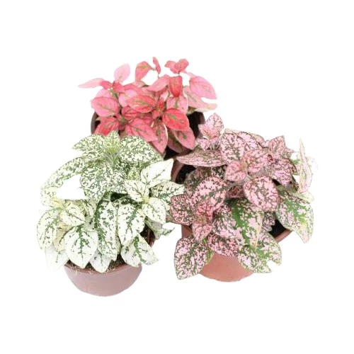 Hostes Çiçeği Kırmızı Çilli Yaprak Çiçeği 3'lü Hipoestes Phyllostachya ürün görseli 1