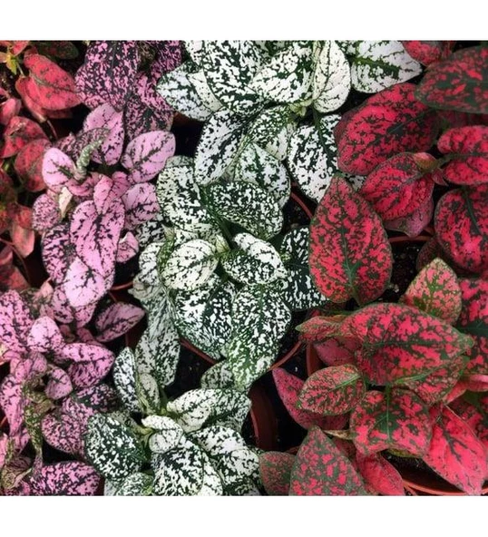 Pembe Fittonia Hostes Çiçeği ürün görseli 1