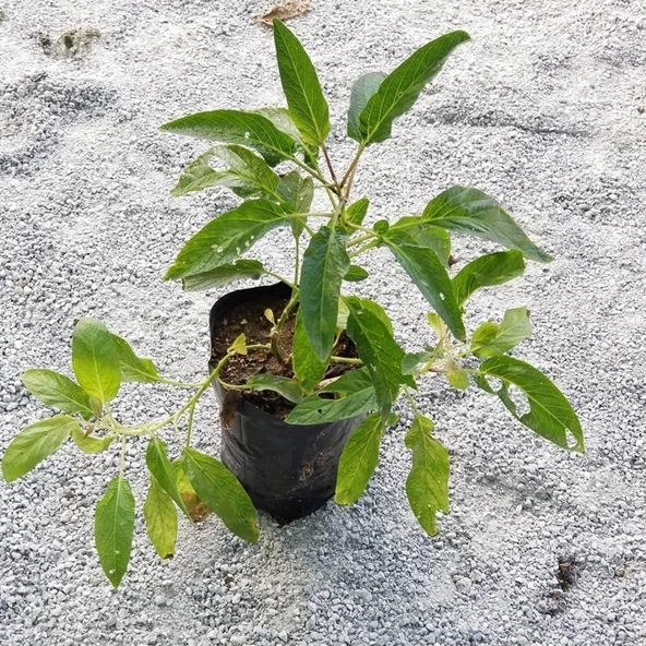 Kavun Aromalı Pepino Fidanı 15-25 cm ürün görseli 1