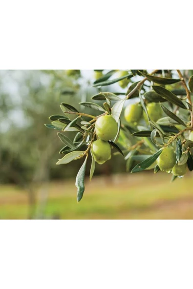 Erken Hasat Natural Zeytinyağı 18 Lt - Resim 3