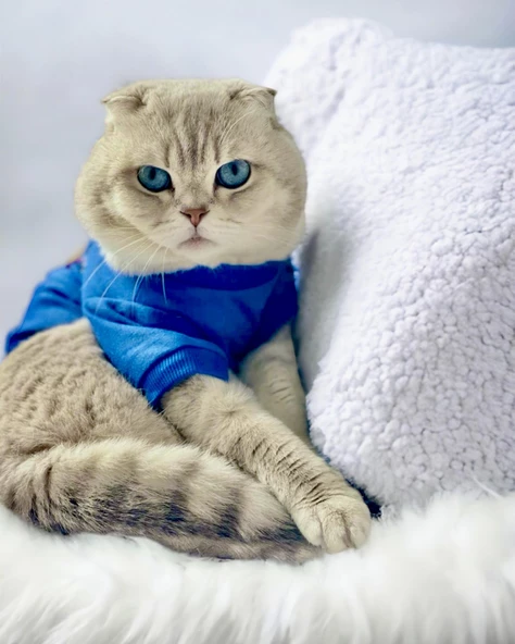 Mavi Superman Kedi Tişörtü Kedi Kıyafeti Kedi Elbisesi ürün görseli 1