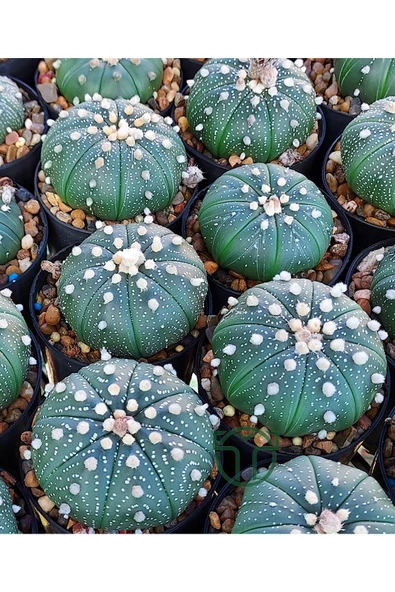 Astrophytum Asterias serisi 1 adet nadir koleksiyon kaktüs 5.5 cm kahverengi saksıda ürün görseli 1