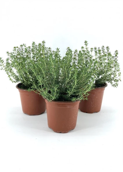 Saksılı Kekik Fidanı 10-20 Cm 3 Adet Potted Thyme Sapling ürün görseli 1