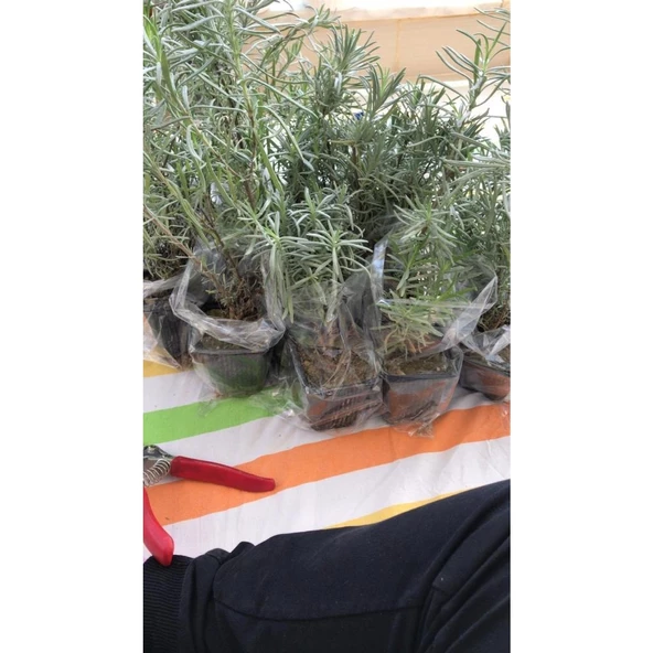 Saksı Tipi Lavanta Fidanı 5 Adet 5-15 Cm İntermedia ürün görseli 1