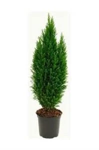 Chamaecyparis Ellwoodii Mavi Elwoodii Çam Fidanı 30 - 40 Cm ürün görseli 1