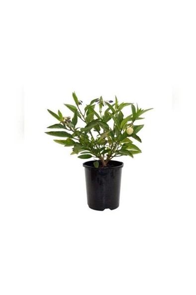 Pepino Fidanı 10-20 Cm ürün görseli 1