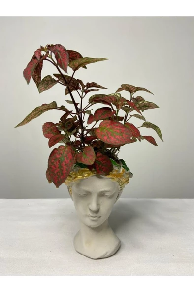 Kırmızı Benek Hypoestes Hostes Çiçeği 10-20 Cm ürün görseli 1