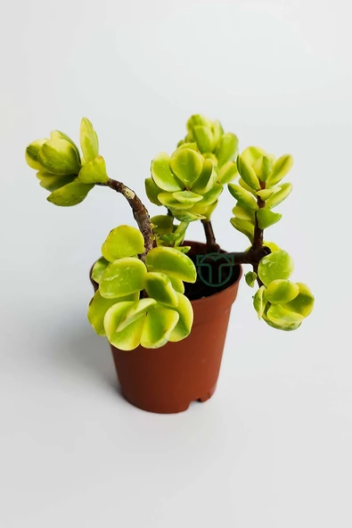 Para ağacı bereket çiçeği afra variegata özel tür sukulent Crassula Ovata yeşil sarı yapraklı bonsai ürün görseli 1
