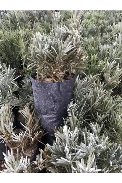 Lavanta Fidanı 5 Adet 15 - 25 Cm Intermedia ürün görseli 1