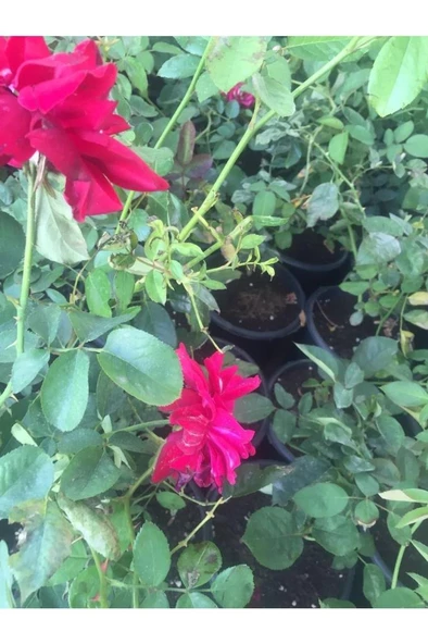 Gül Fidanı Isparta Gülü Tüplü Sarmaşık 15-30 cm ürün görseli 1