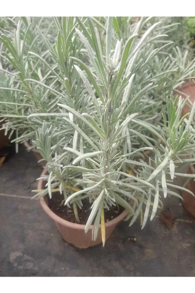 Saksılı Lavanta Fidanı 10-20 Cm ürün görseli 1