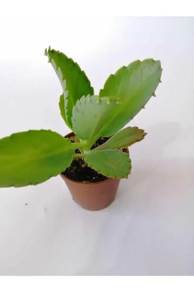 Aşkın Gözyaşı Çiçeği 10-20 Cm ürün görseli 1