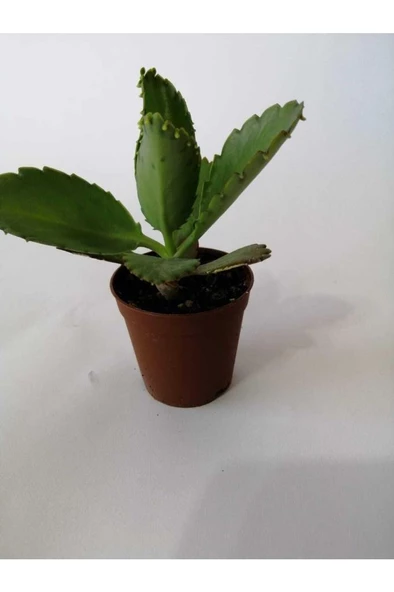 Aşkın Gözyaşı Çiçeği 10-20 Cm - Resim 3