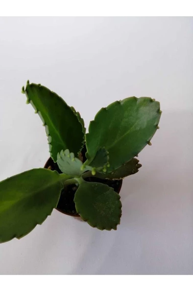 Aşkın Gözyaşı Çiçeği 10-20 Cm - Resim 2