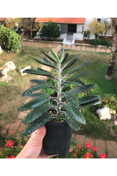 Aşkın Gözyaşı Çiçeği Fidanı 15-25 Cm ürün görseli 1
