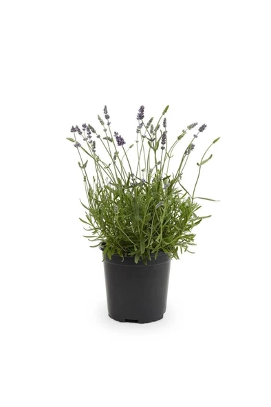 Teras Balkon İçin Lavanta Fidanı 10-20 Cm ürün görseli 1