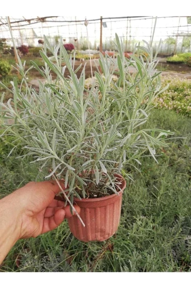 Haşare Kovucu Lavanta Fidanı 10-20 cm ürün görseli 1