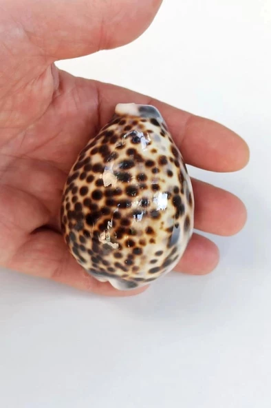 Tiger Cowry Deniz Kabuğu 32 ürün görseli 1