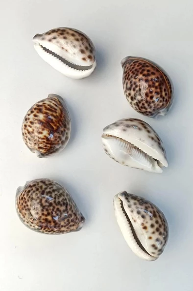Tiger Cowry Deniz Kabuğu 32 - Resim 2