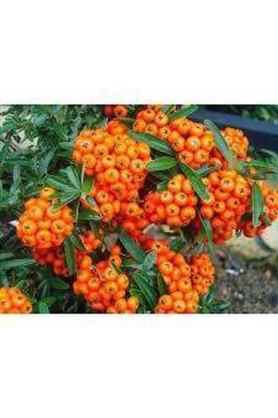 Pyracantha coccinea Nana Ateş Dikeni Fidanı 50-60 Cm ürün görseli 1