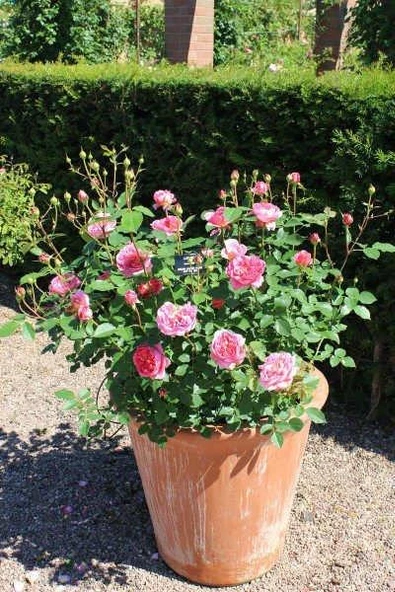 Teras İçin Pembe Isparta Gülü Fidanı 15-30 Cm ürün görseli 1
