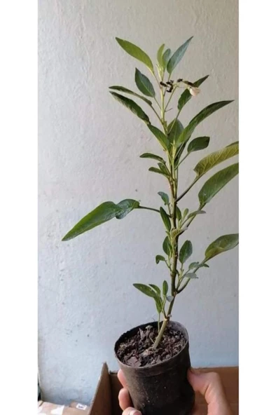 Saksıda Pepino Fidan Paketi 5 Adet ürün görseli 1