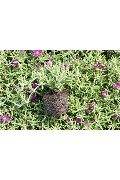 Yer Örtücü Bitki Acem Halısı Fidanı 5-15 Cm ürün görseli 1