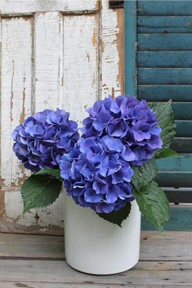 Hydrangea Mocnophylla Ortanca Çiçeği Fidanı-aşılı Tüplü Mavi ürün görseli 1