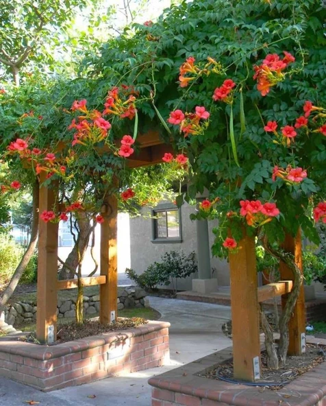 Acem Borusu Campsis Radicans Fidanı Somon 20-40 cm ürün görseli 1