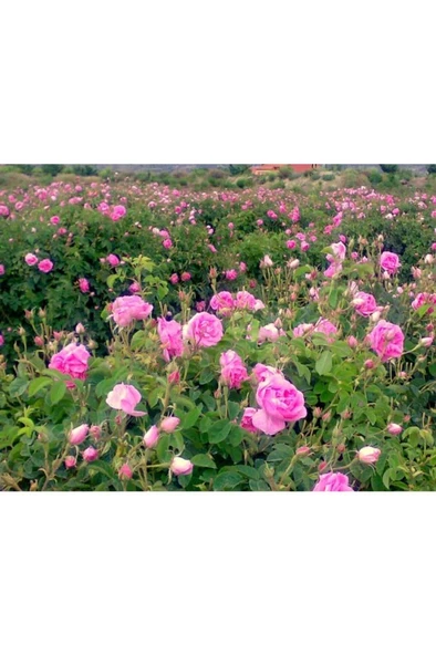 Isparta Gülü Fidanı 15-25 Cm ürün görseli 1
