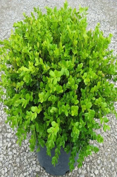 Tüplü Şimşir (buxus Sempervirens) Fidanı 20-30 cm ürün görseli 1
