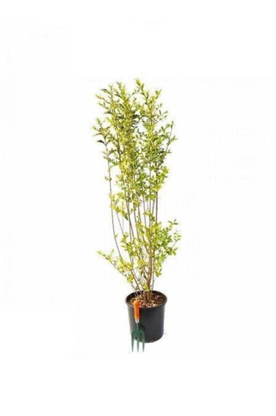 Tüplü Kurtbağrı Ligustrum Fidanı 30 - 50 cm ürün görseli 1