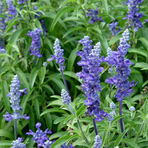 ADAÇAYI Tohumu Yerli Salvia  officinalis 50 adet ürün görseli 1