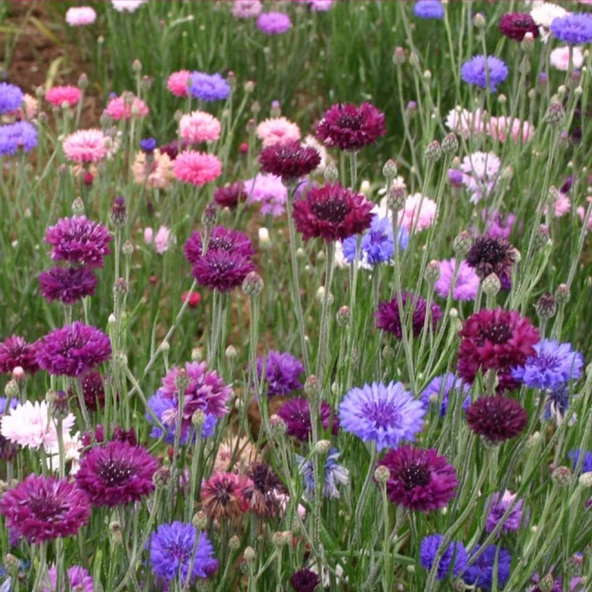 KONTUR Tohumu Yerli Centaurea 50 adet ürün görseli 1